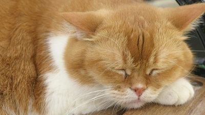 眠る猫